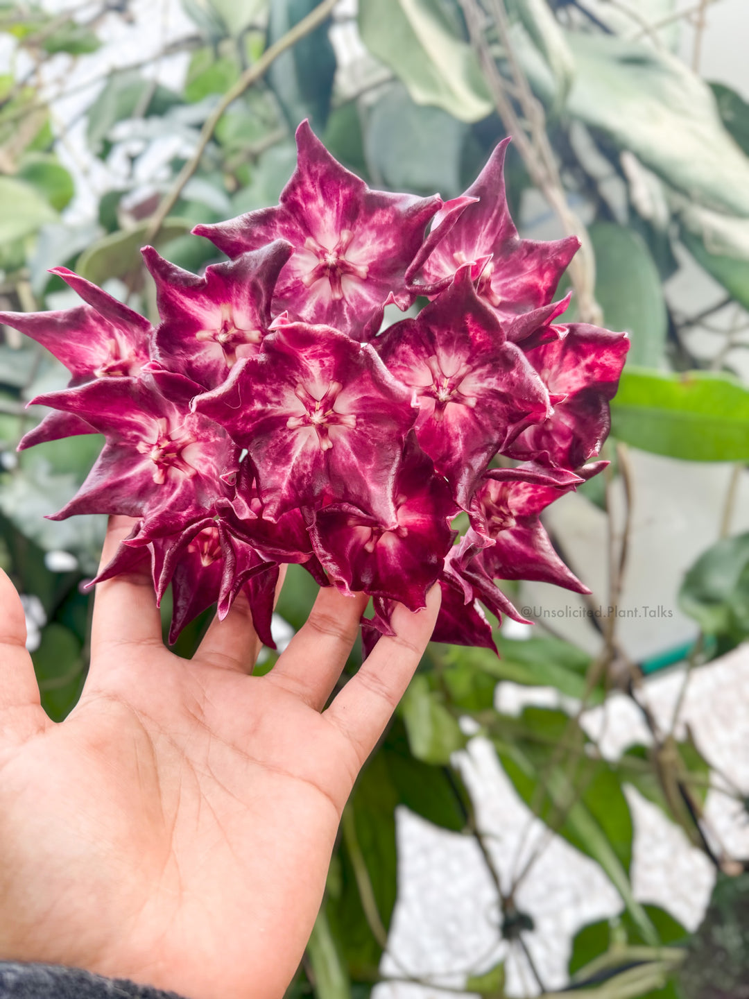 Hoya mcgillivrayi