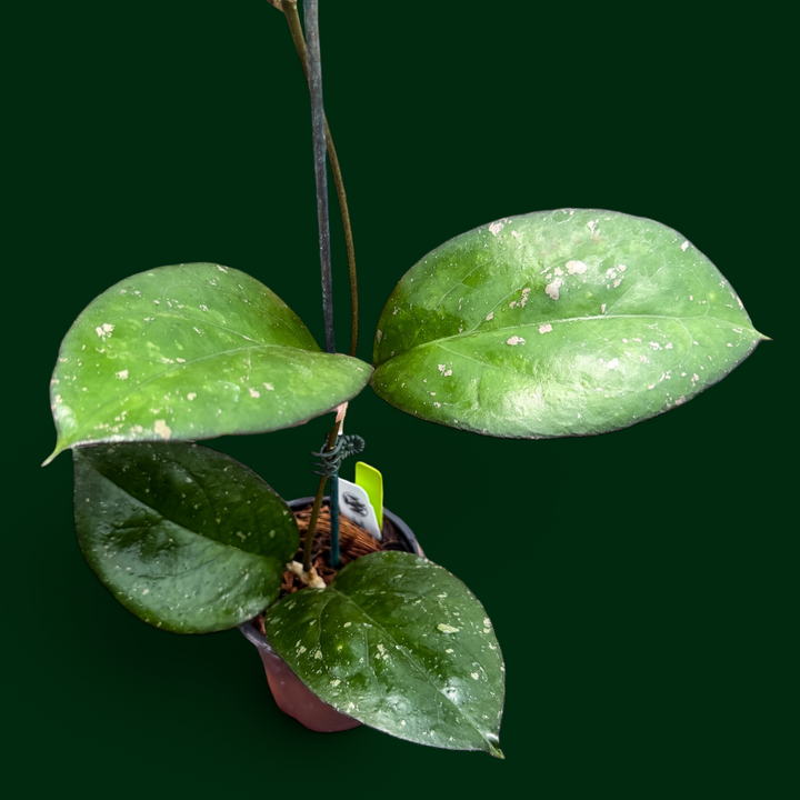 Hoya &