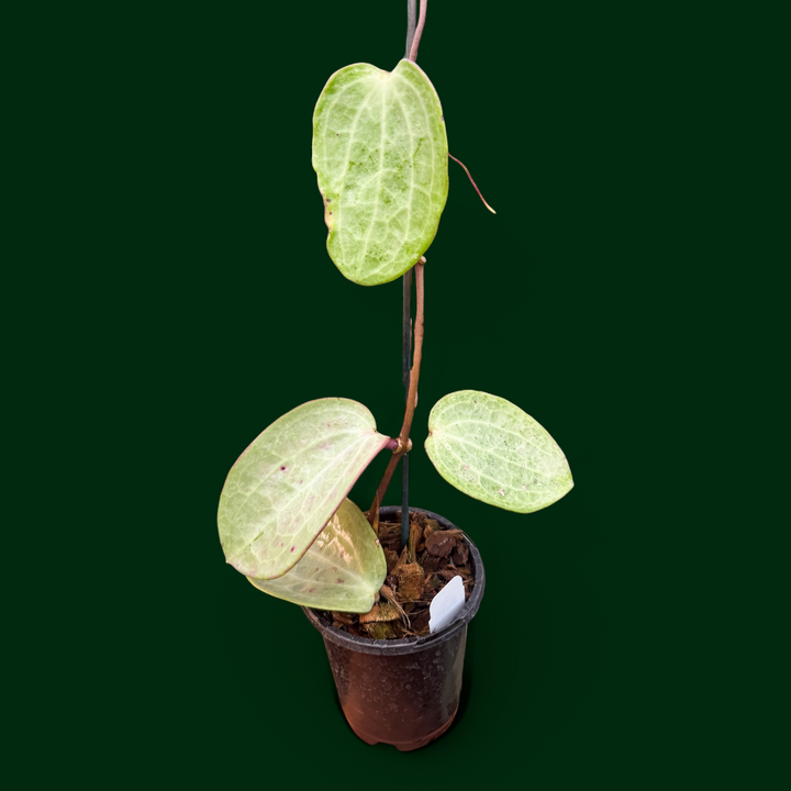 Hoya latifolia ‘Filea’