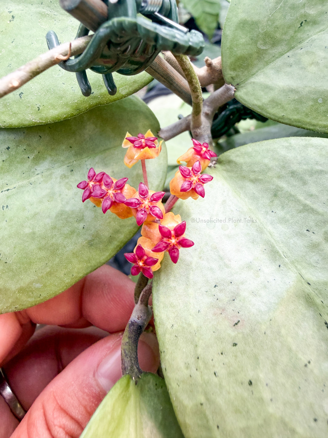 Hoya sp. (Menak Sopal, silver)