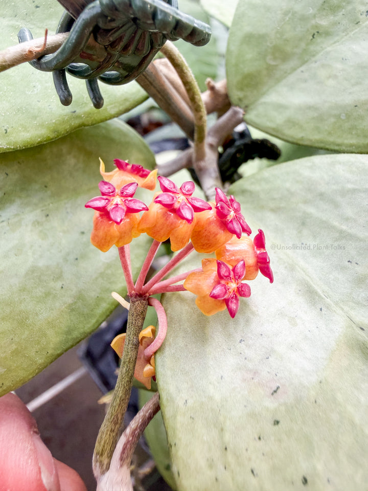 Hoya sp. (Menak Sopal, silver)