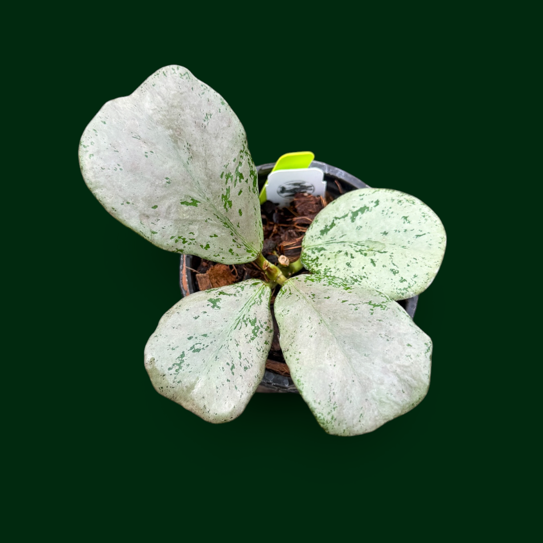 Hoya sp. (Chiang Dao, Silver)