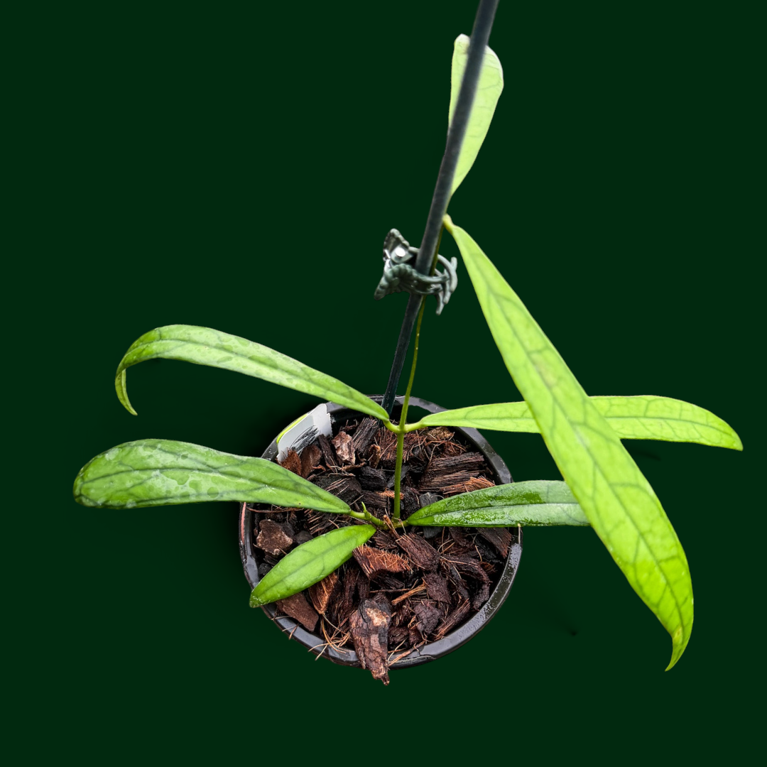 Hoya ‘Jungle Spear’