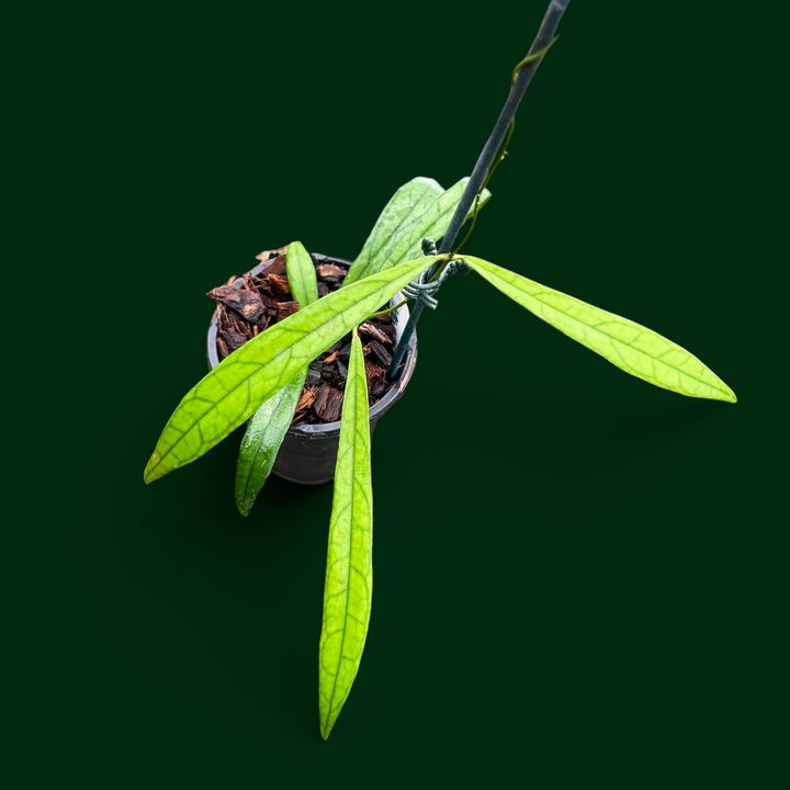 Hoya ‘Jungle Spear’