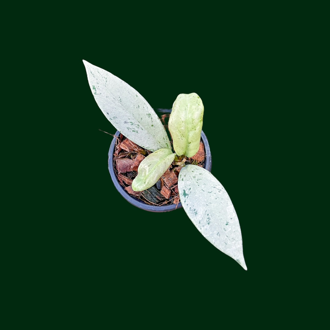 Hoya pubicalyx ‘Pink Silver Ghost’
