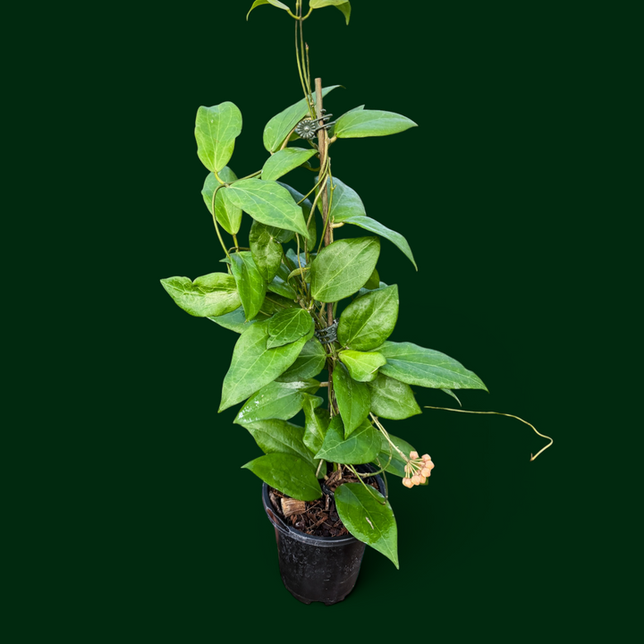 Hoya cutis-porcelana
