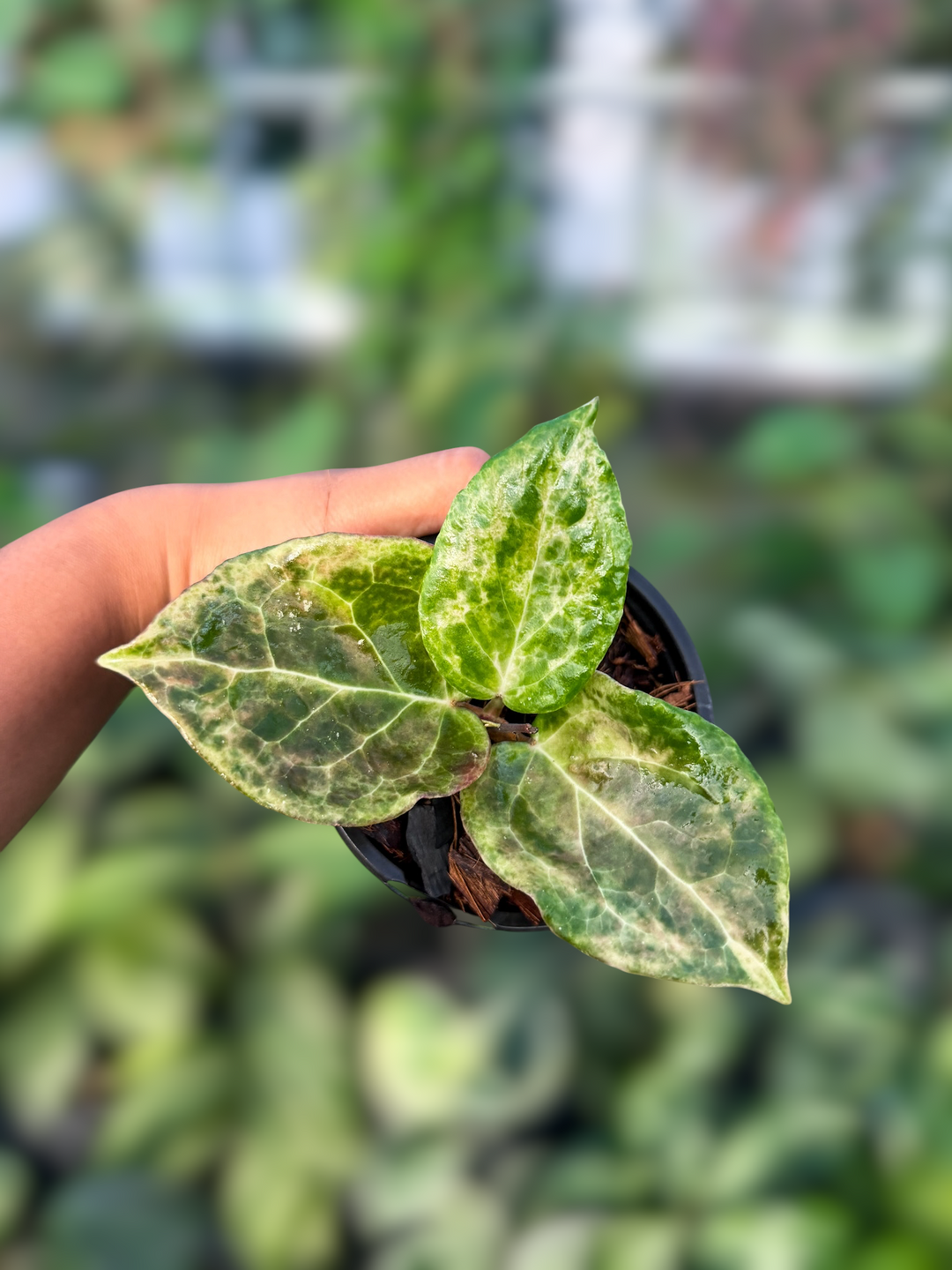 PS0937 - Hoya ‘Candy’