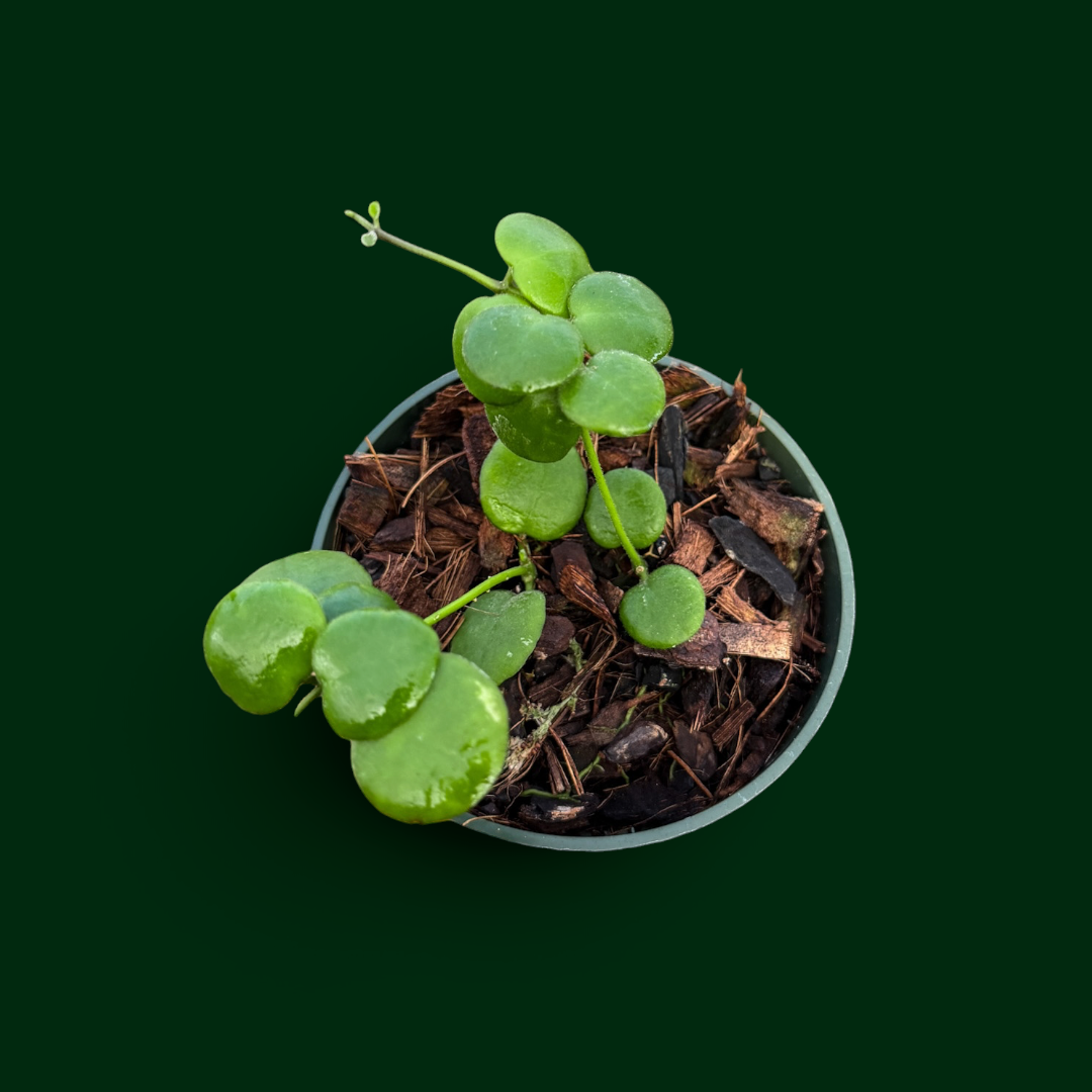 Hoya sp. (Bogor)