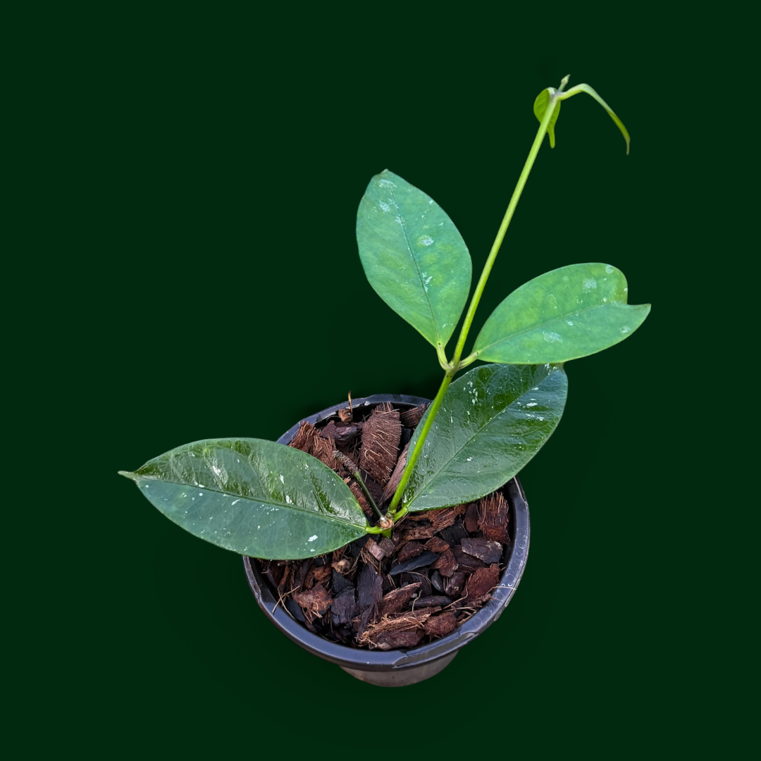 RARE! Hoya campanulata (purple flowers)