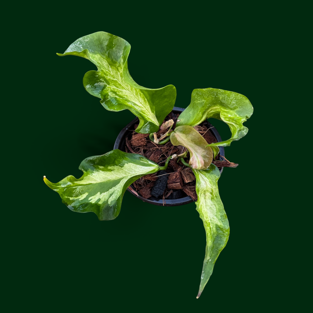 Hoya kenejiana (variegated)