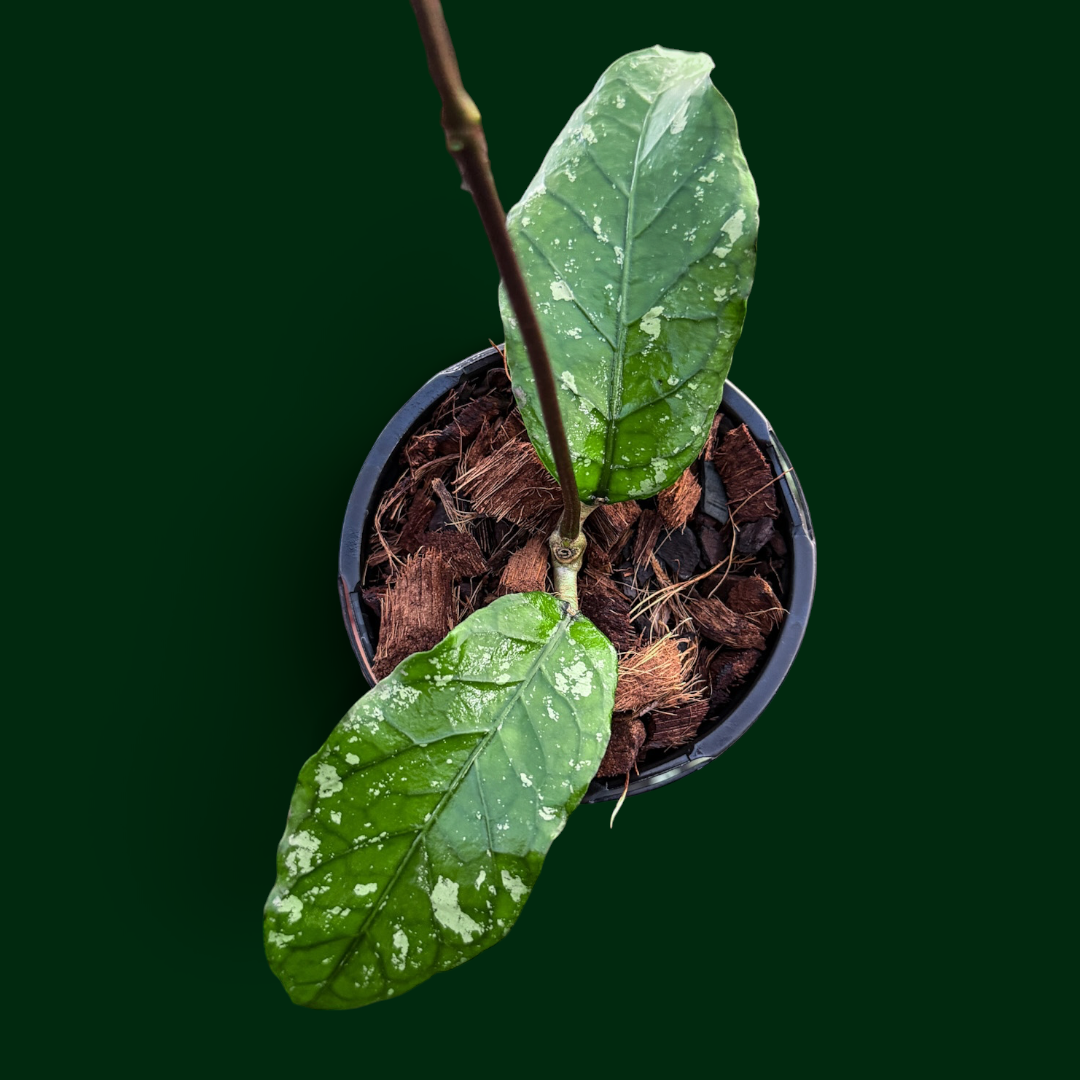 Hoya ‘Venus Anger’ (Blangjerango)