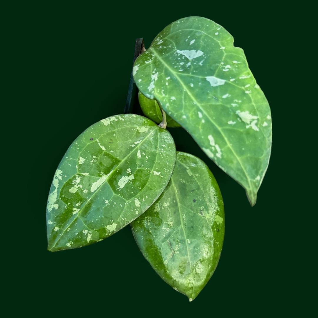 Hoya MA04