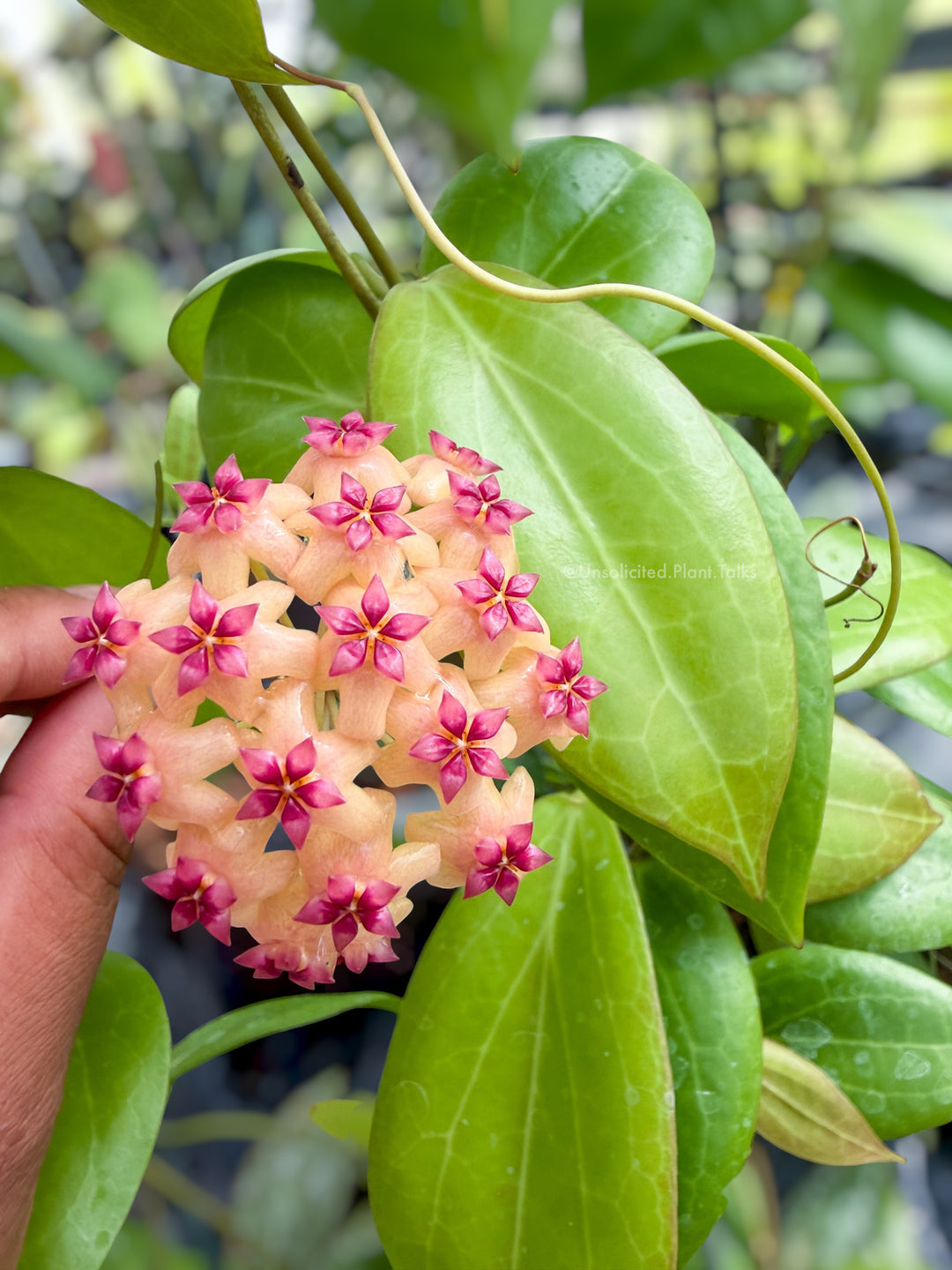 Hoya sp. (Philippines)