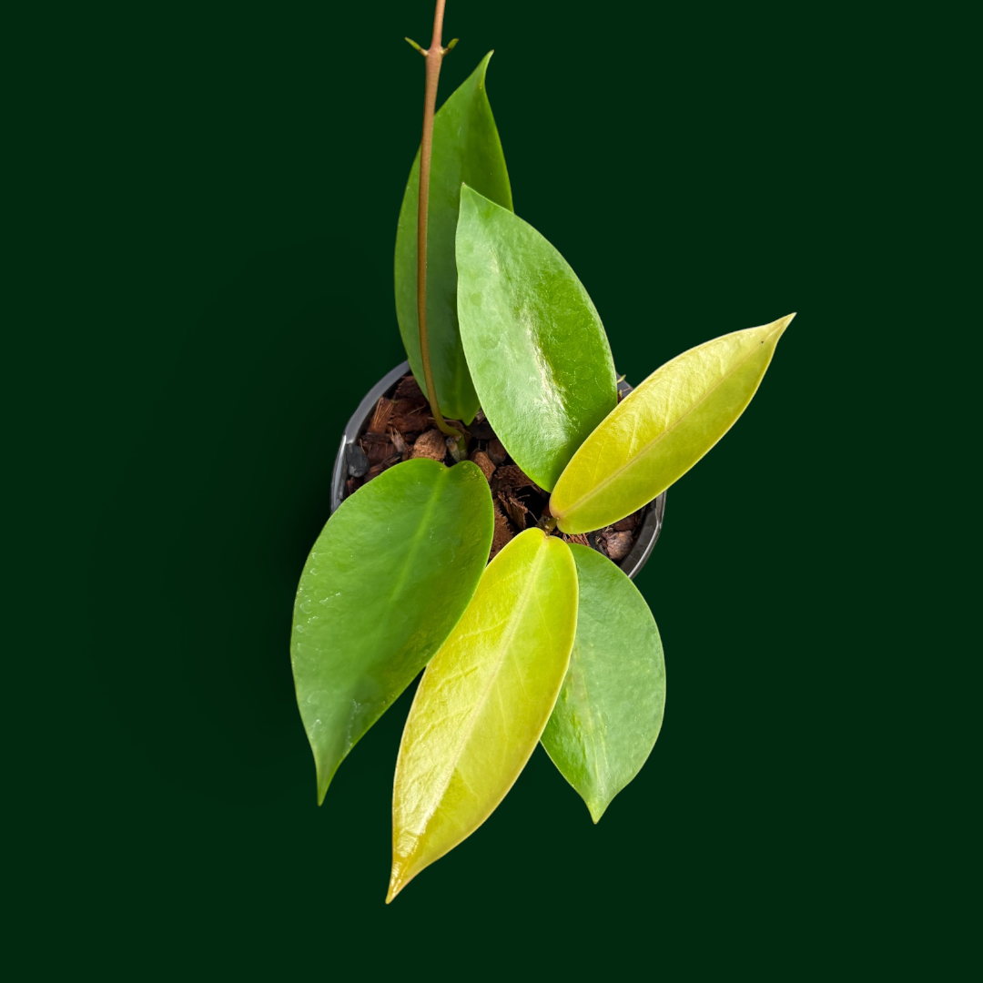 Hoya sp. aff. pubicalyx (Baggao)