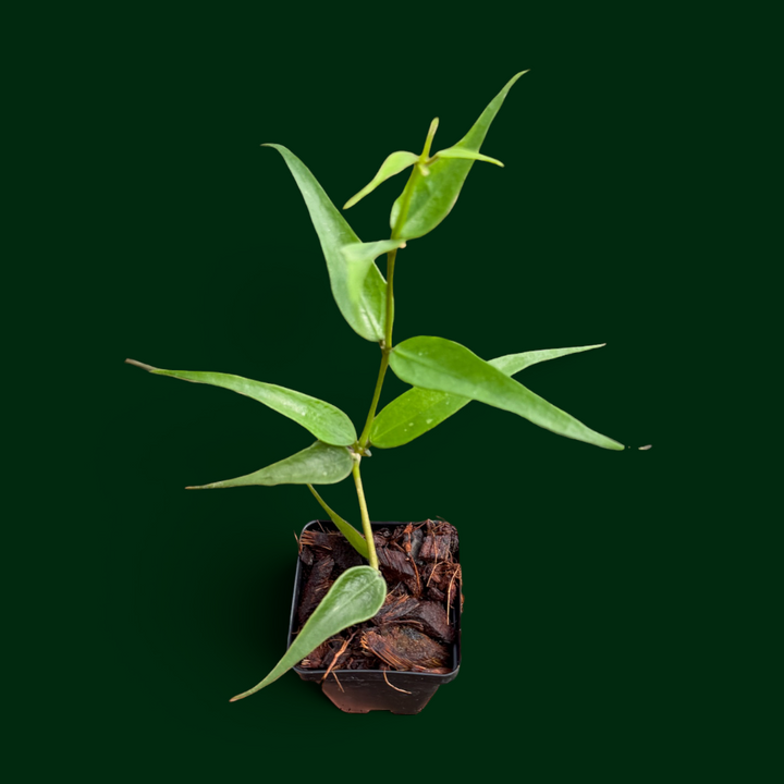 Hoya burmanica