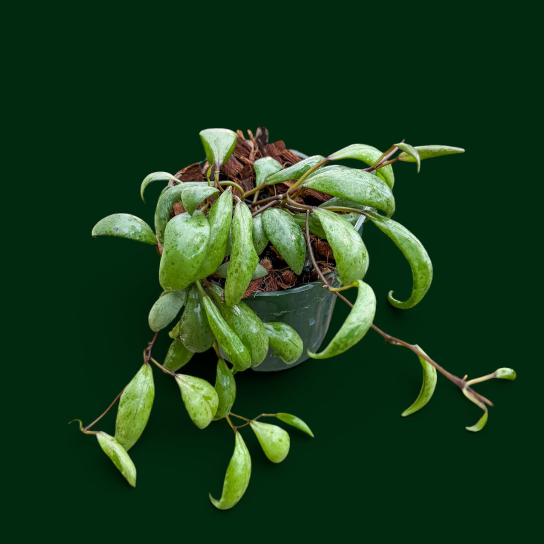 Hoya lacunosa ‘Black Bone’