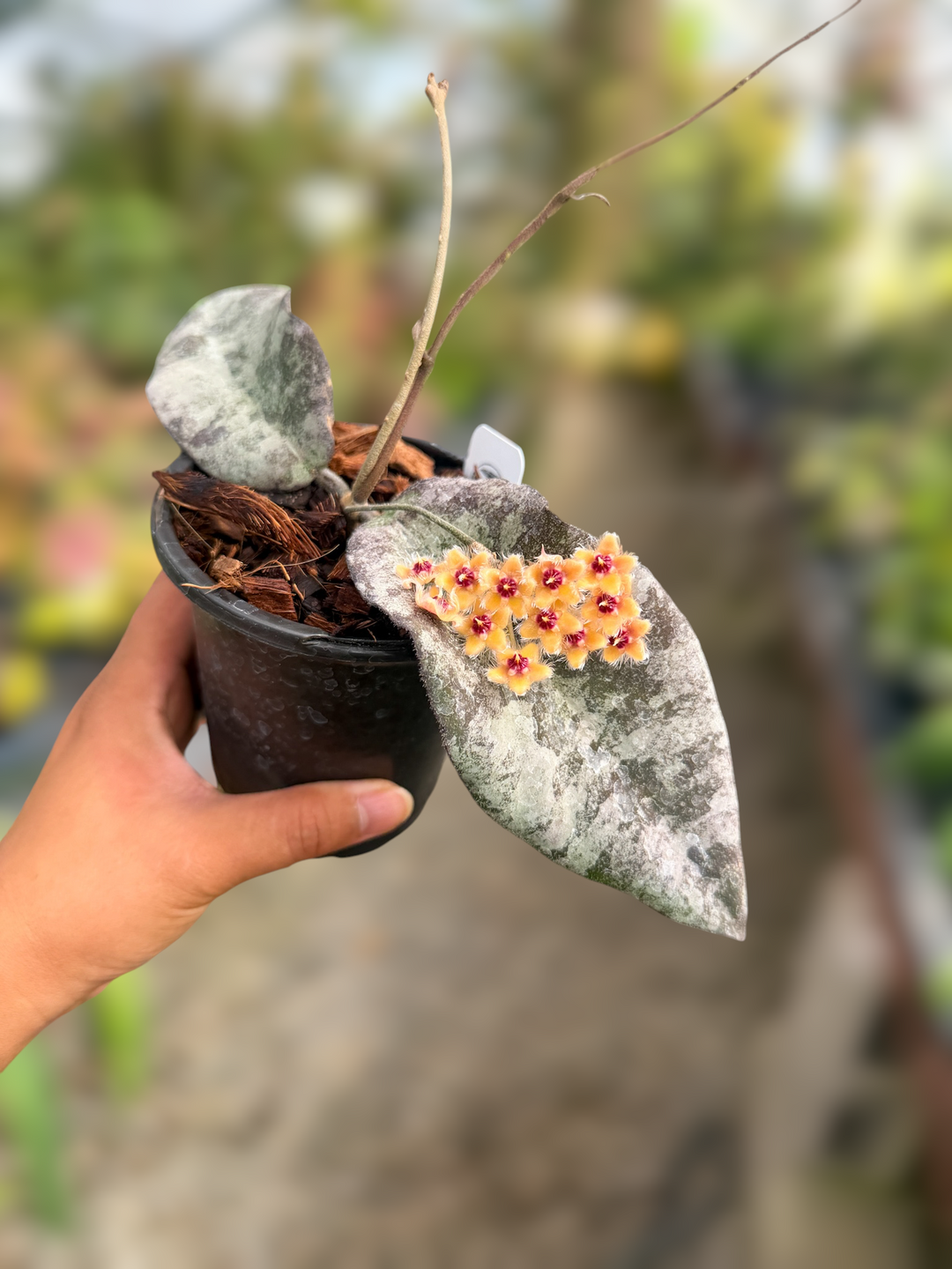 PS0048 - Hoya towutiensis (silver)