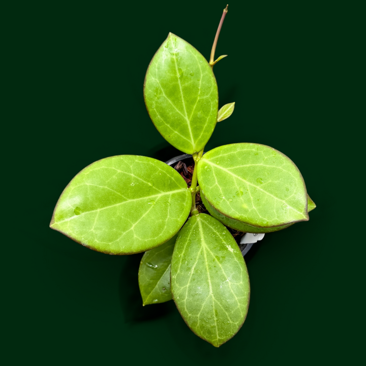Hoya WRX 76-01 (mindorensis (red) x subquintuplinervis)