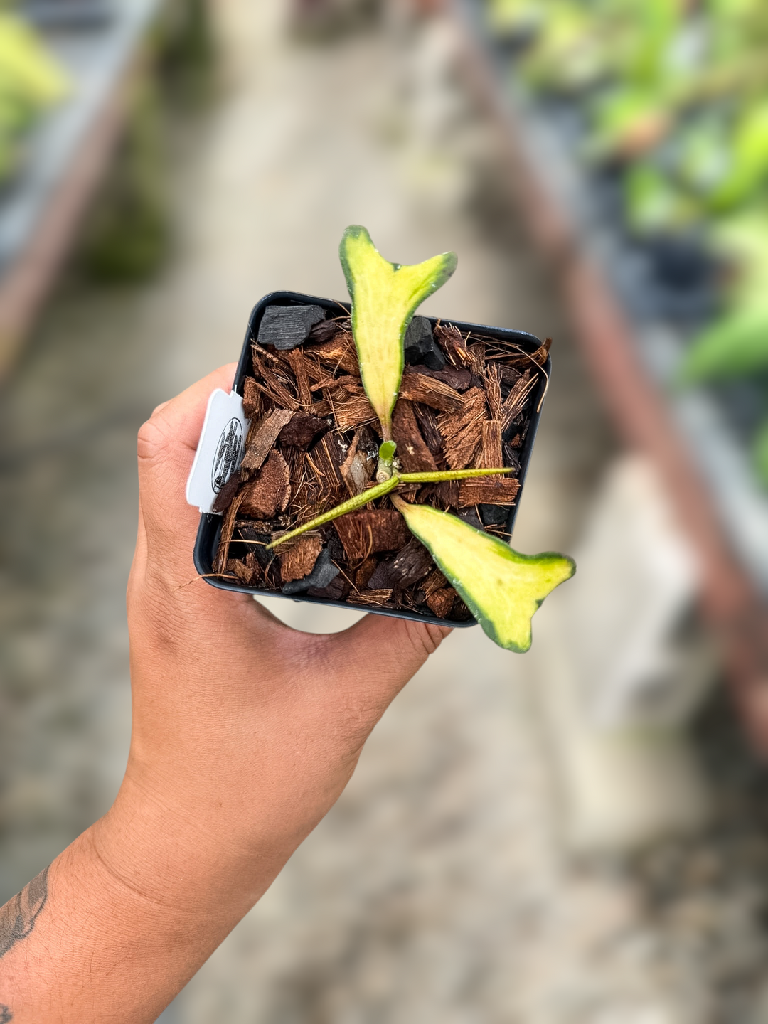 PS0049 - Hoya manipurensis ‘Philo’ (with 2 seed pods!)