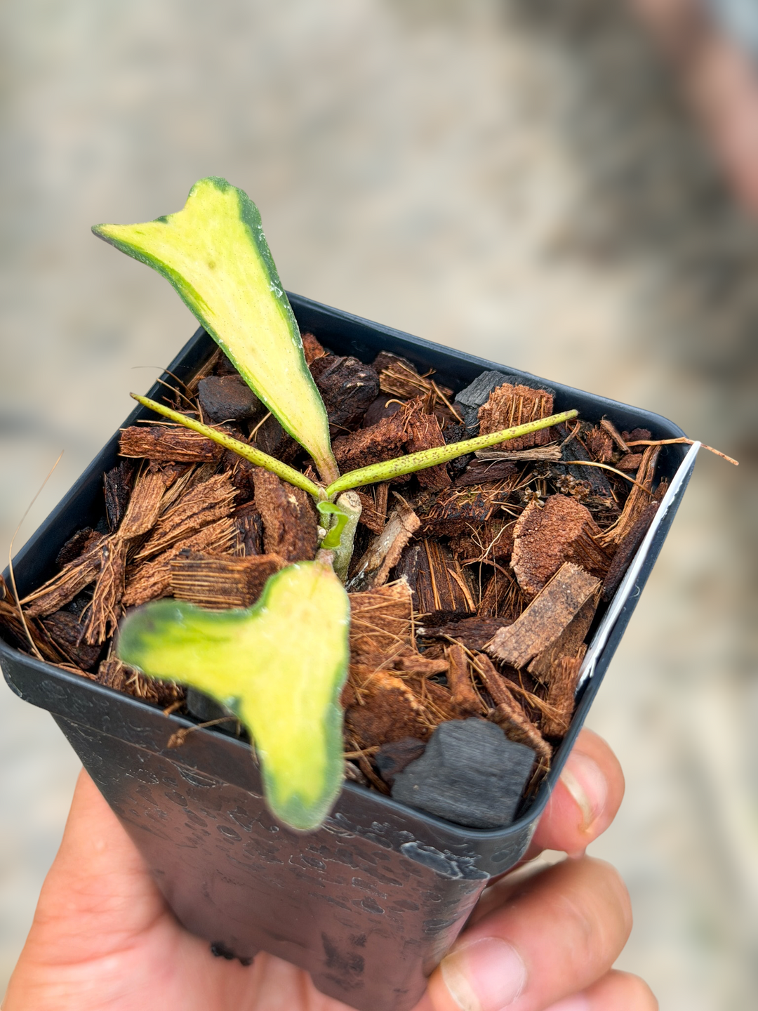 PS0049 - Hoya manipurensis ‘Philo’ (with 2 seed pods!)