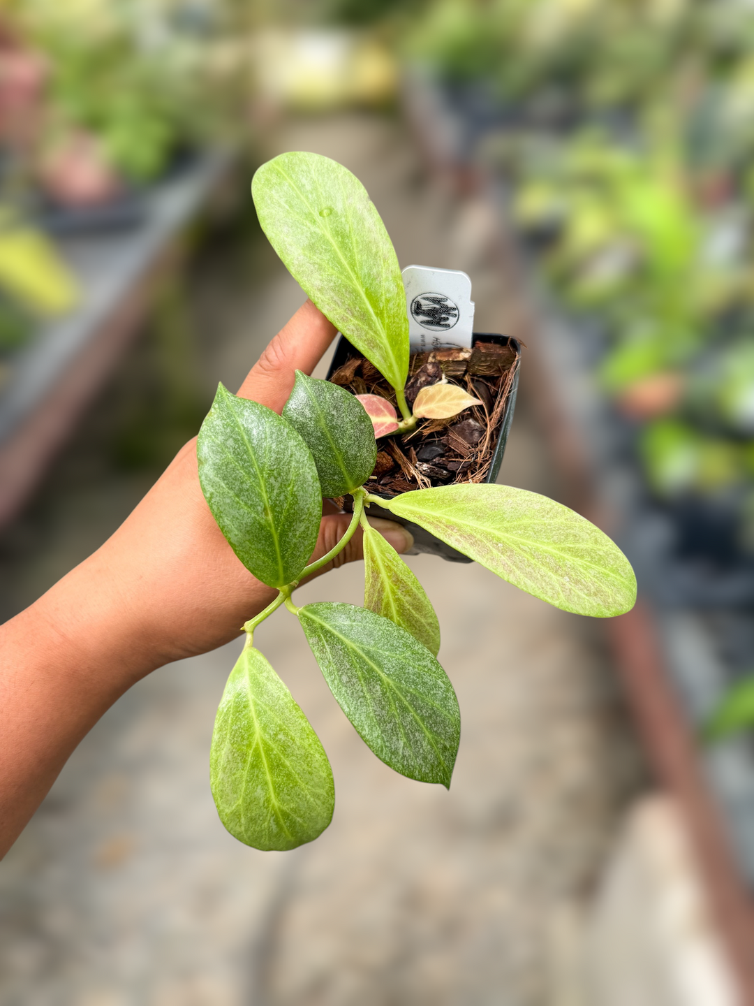 PS050 - Hoya obscura (silver)