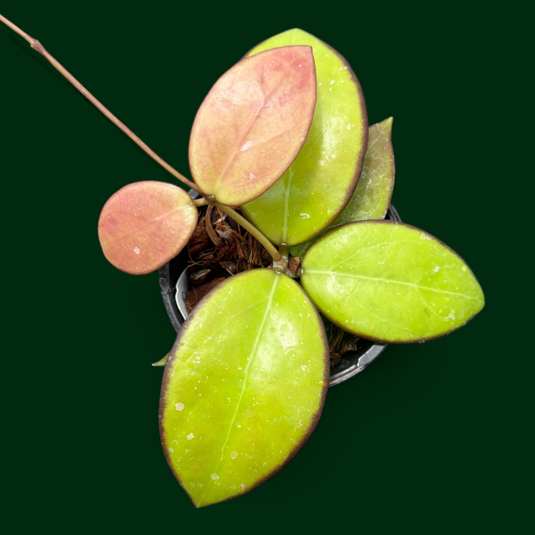 Hoya Plants for Sale | 450+ Hoya Species – Page 2 – Unsolicited
