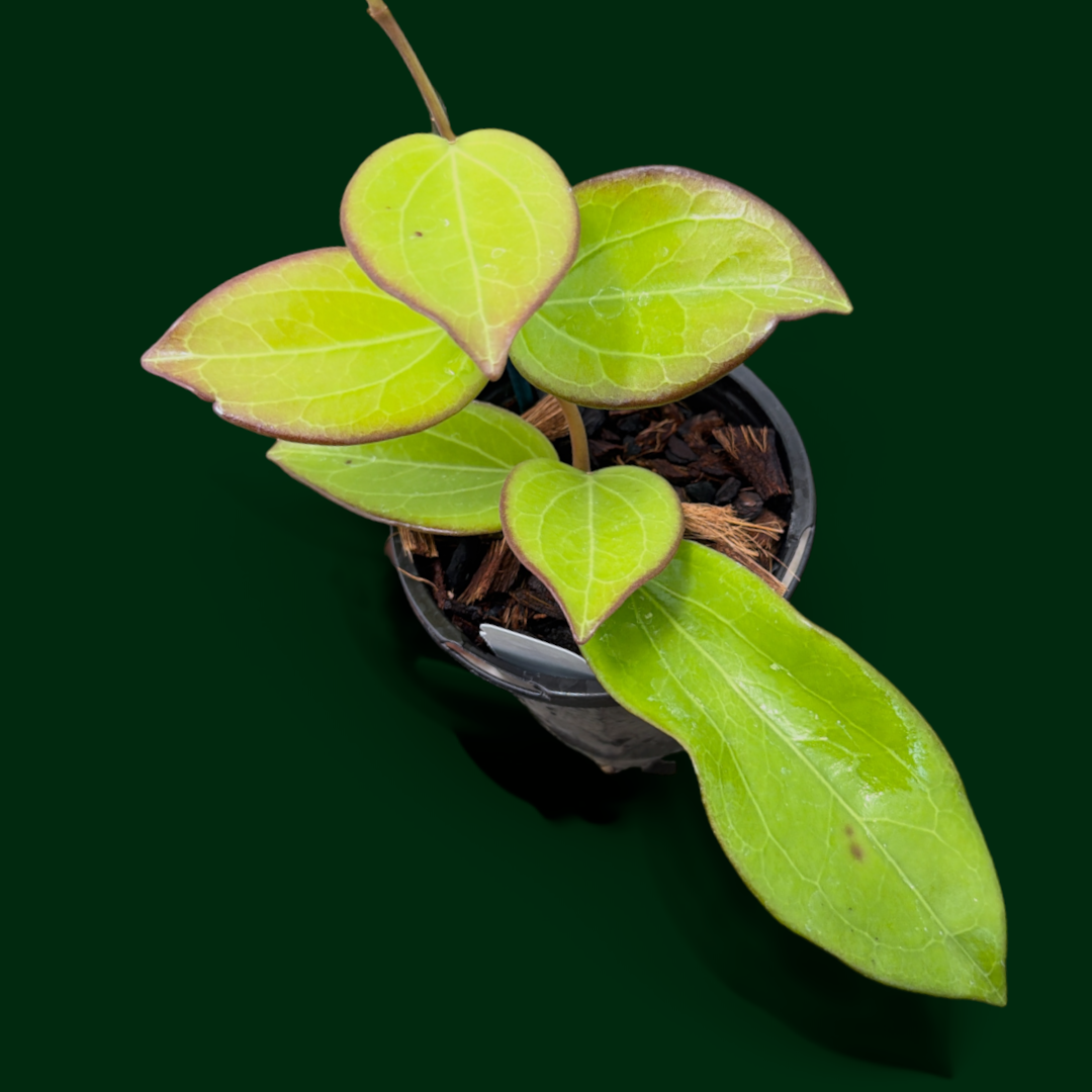 Hoya ‘Maliksi’ (UPT001)