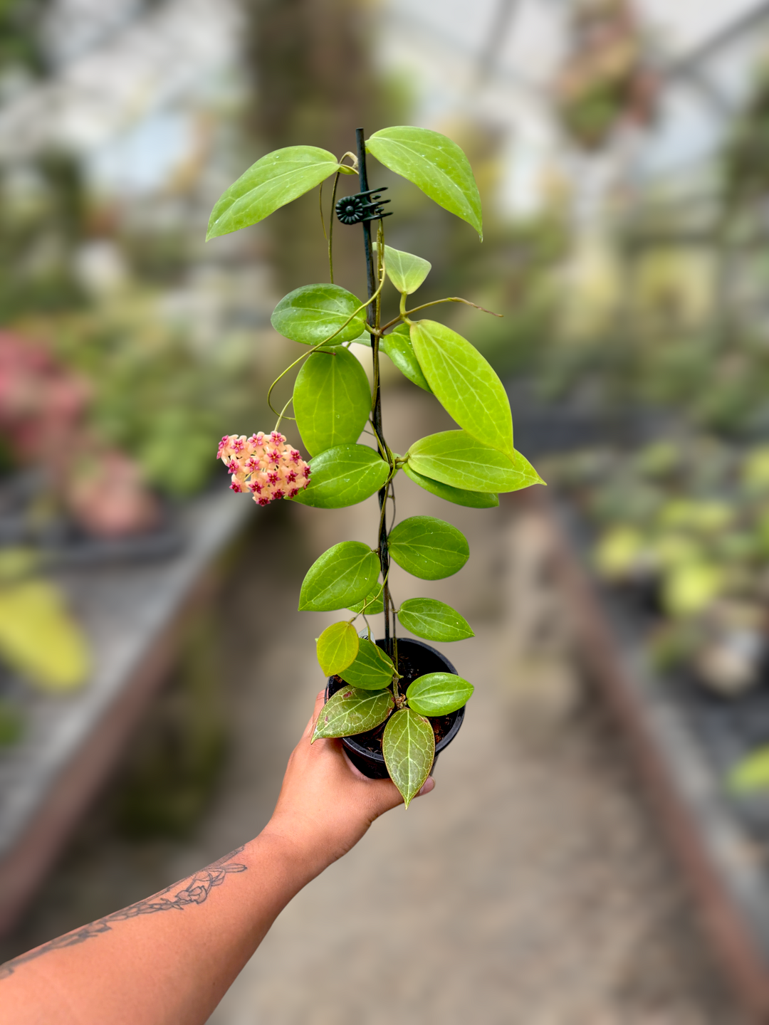 PS0051 - Hoya sp. (Philippines)