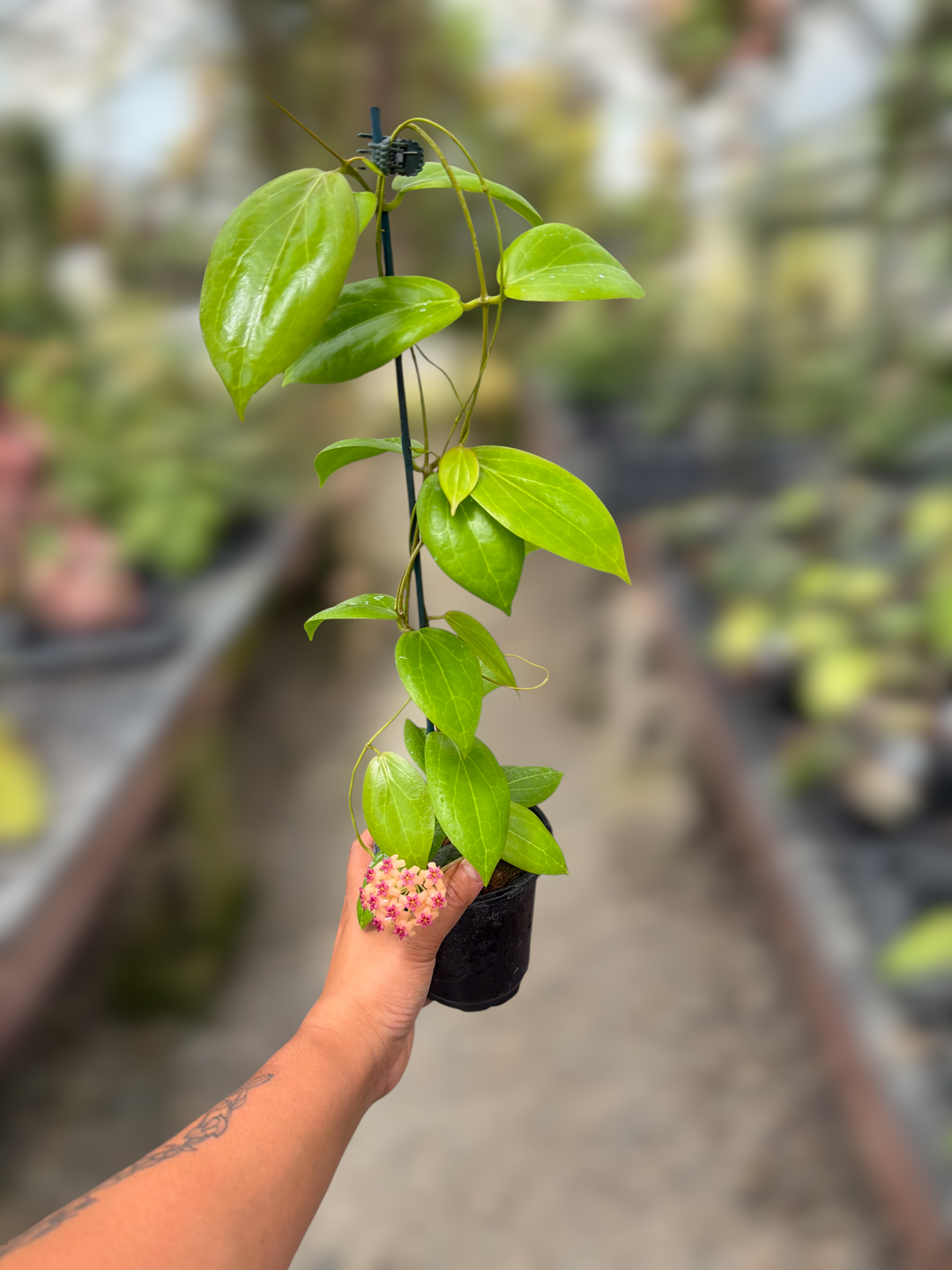 PS0052 - Hoya sp. (Philippines)