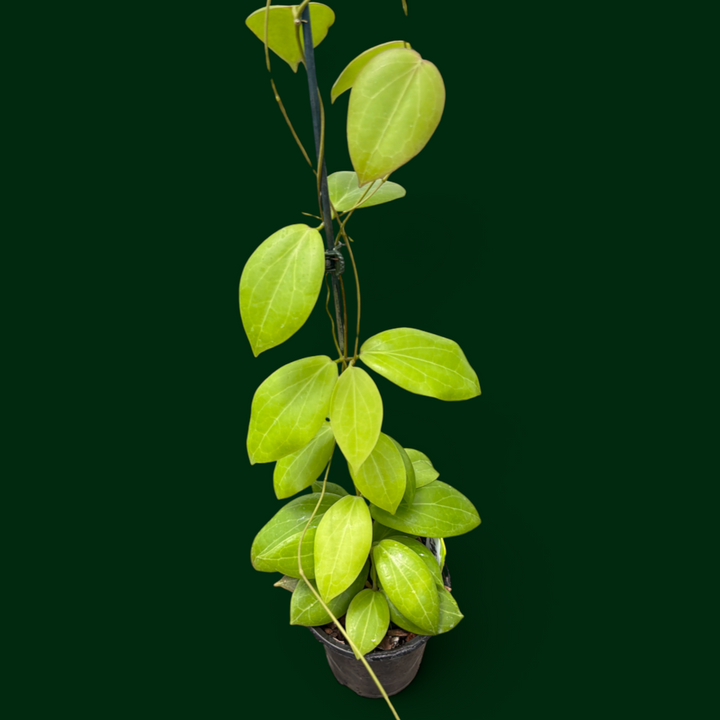 Hoya sp. (Philippines)