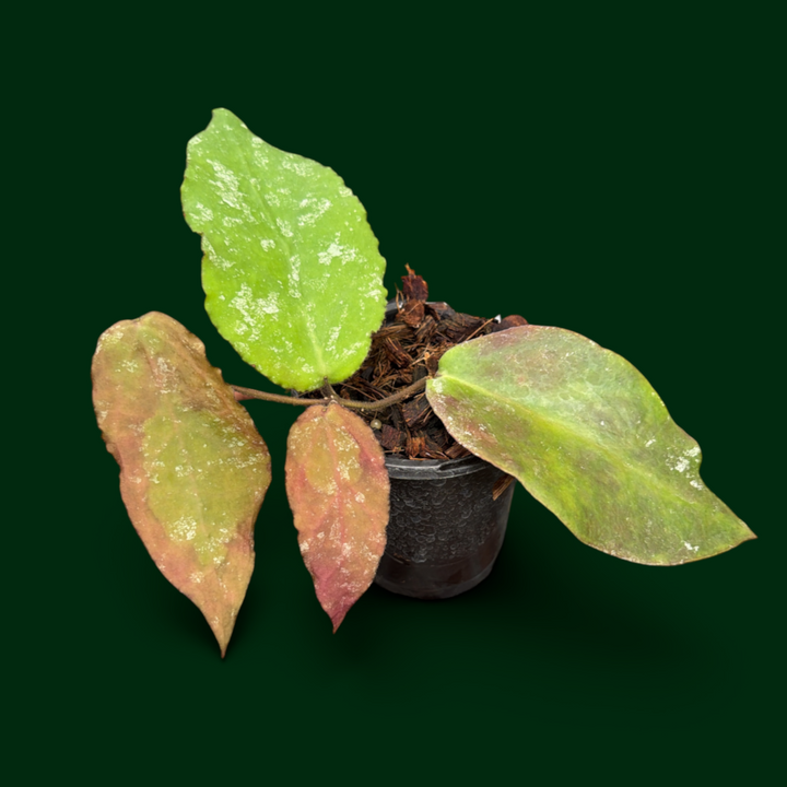 Hoya caudata (big leaves)