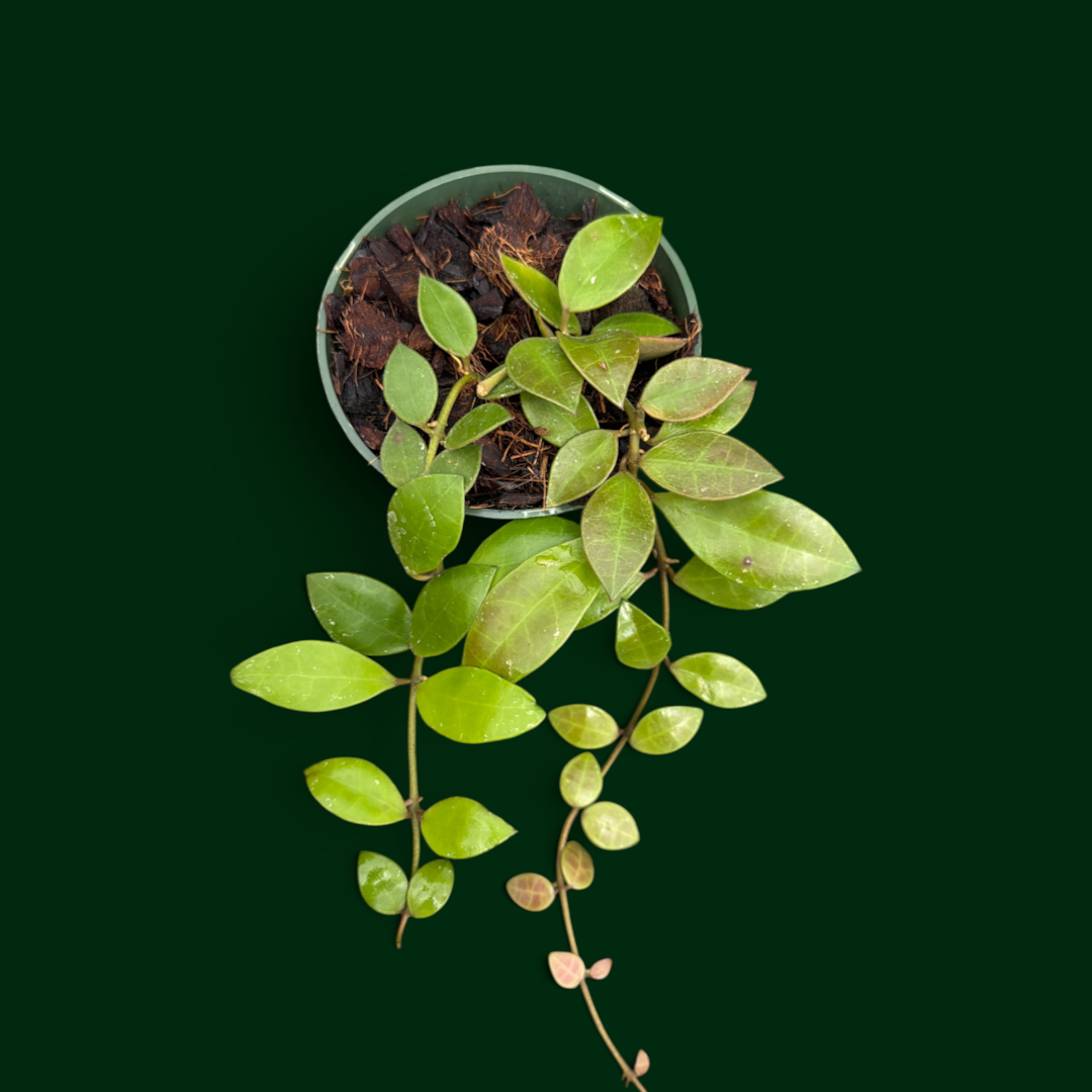 Hoya sipitangensis
