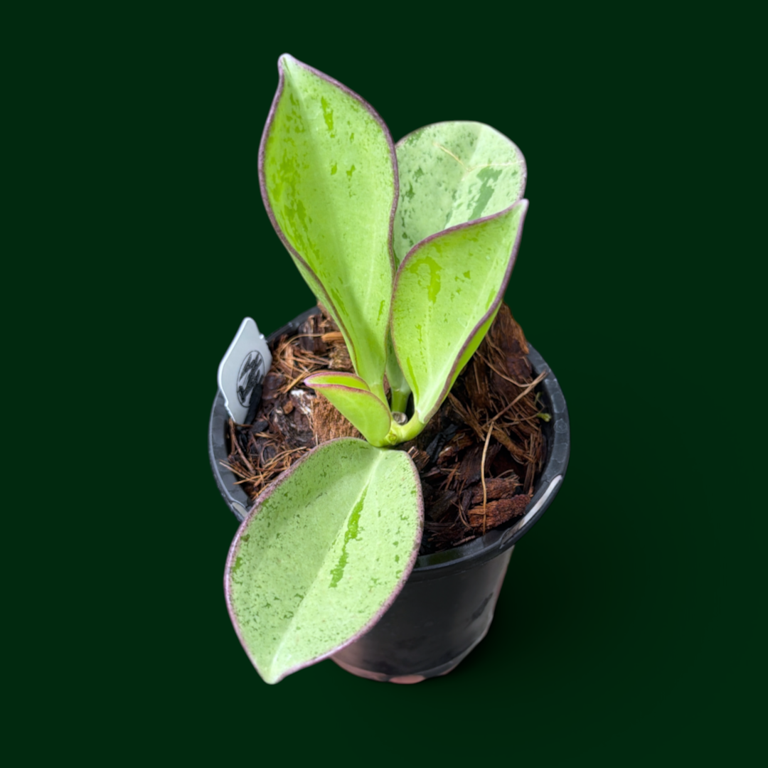 Hoya subquintuplinervis (silver)