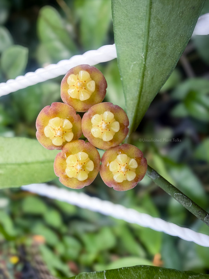 Hoya sp. (Sindangan)