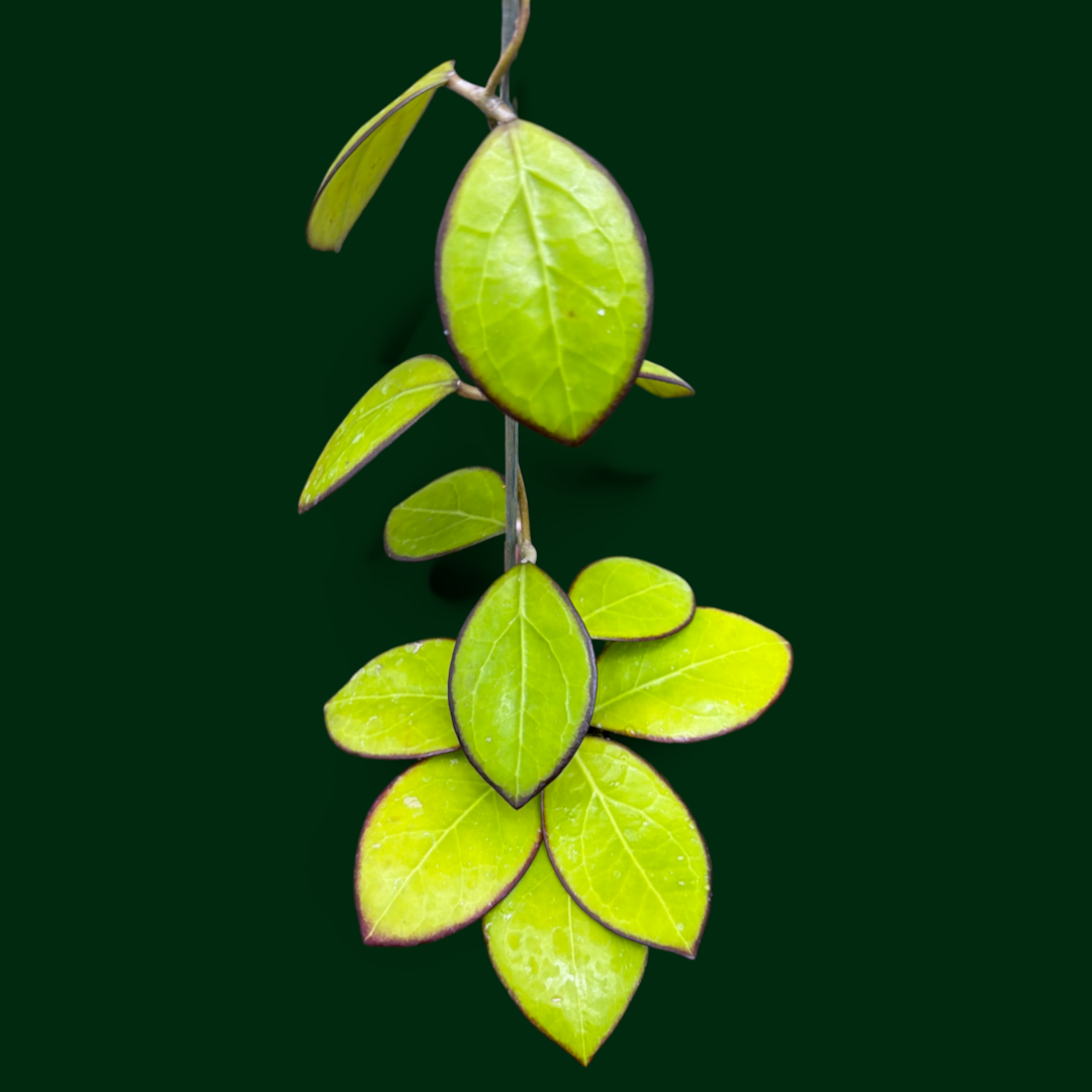 Hoya 'Nathalie'