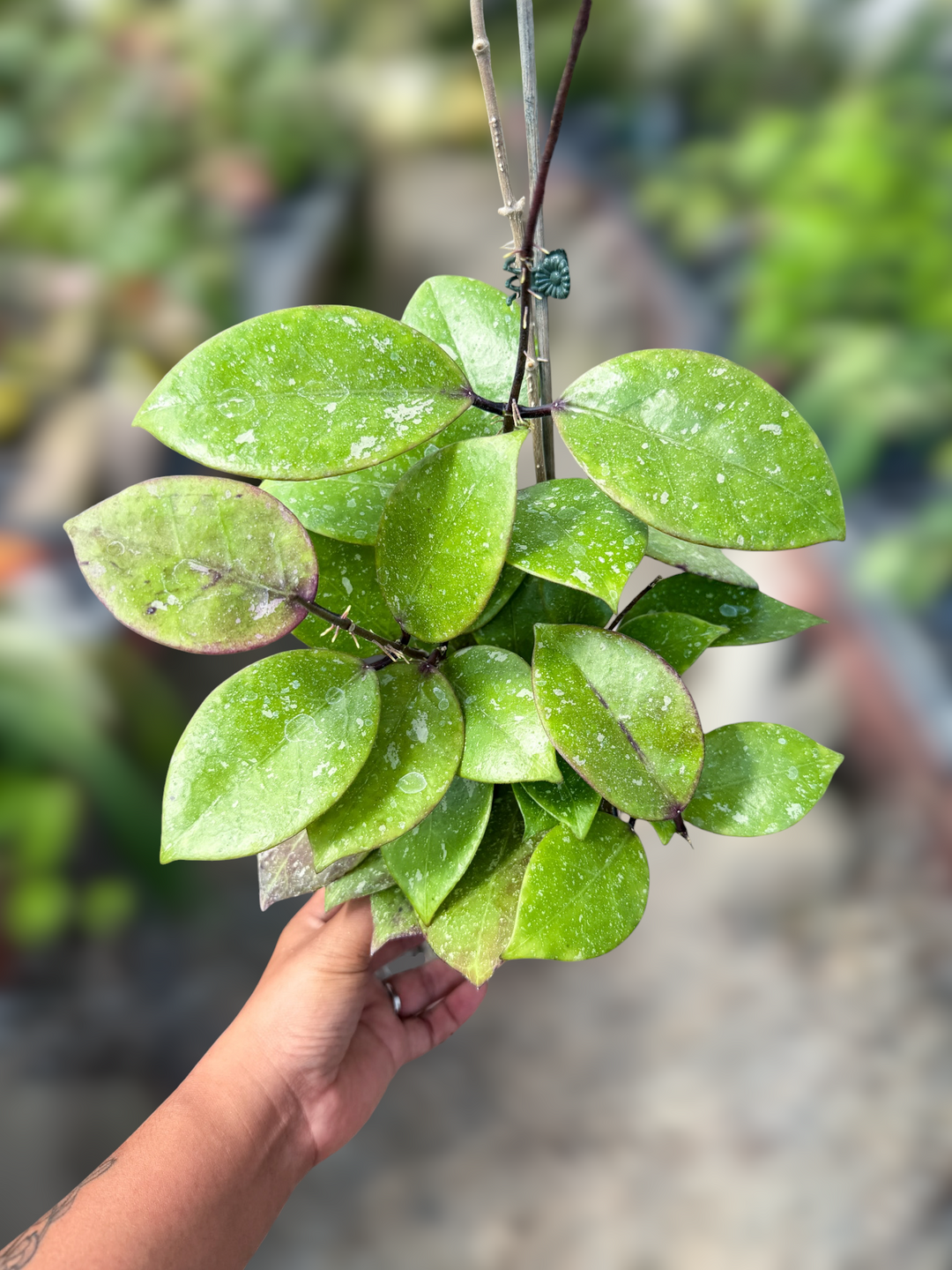 PS0054 - Hoya AH053