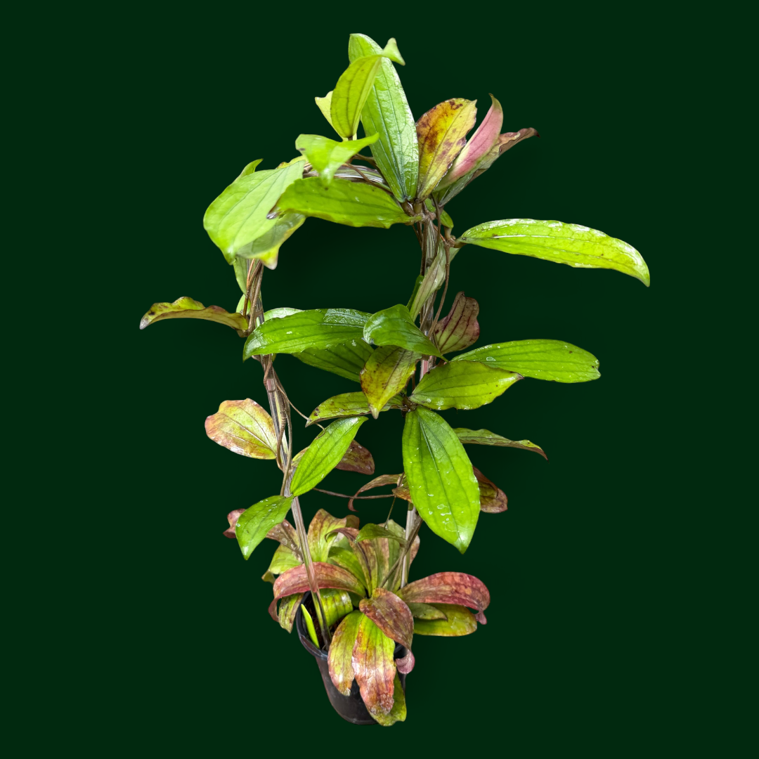 Hoya erythrina (Bacho)