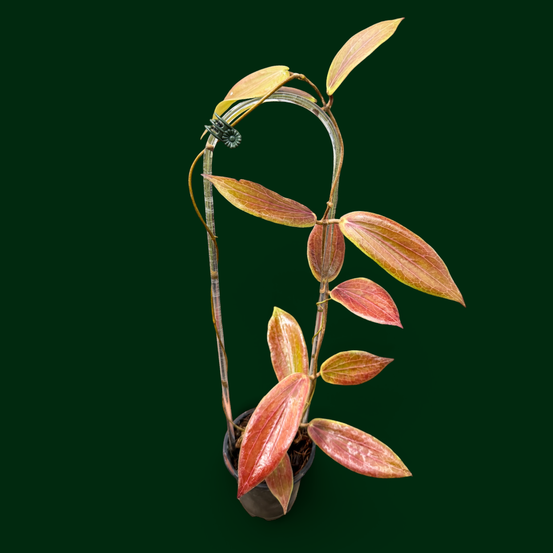 Hoya bordenii