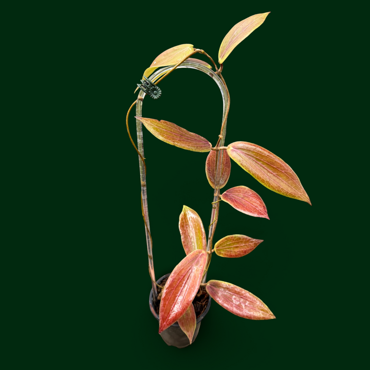 Hoya bordenii