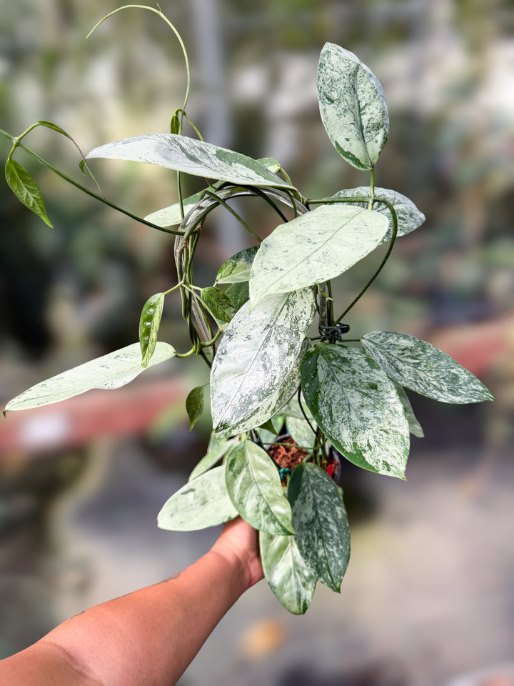 PS0973 - Hoya coriacea (silver)