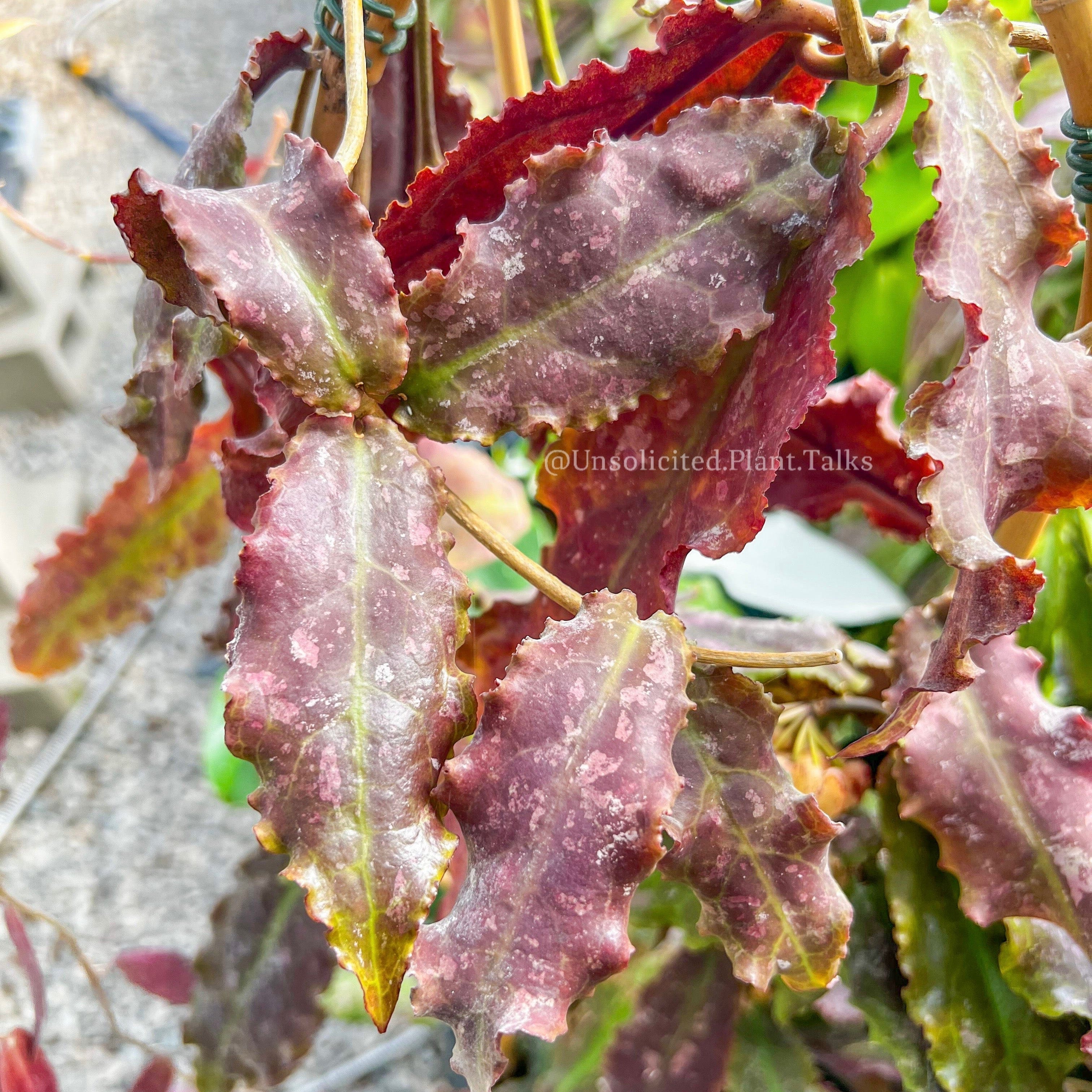 Hoya undulata