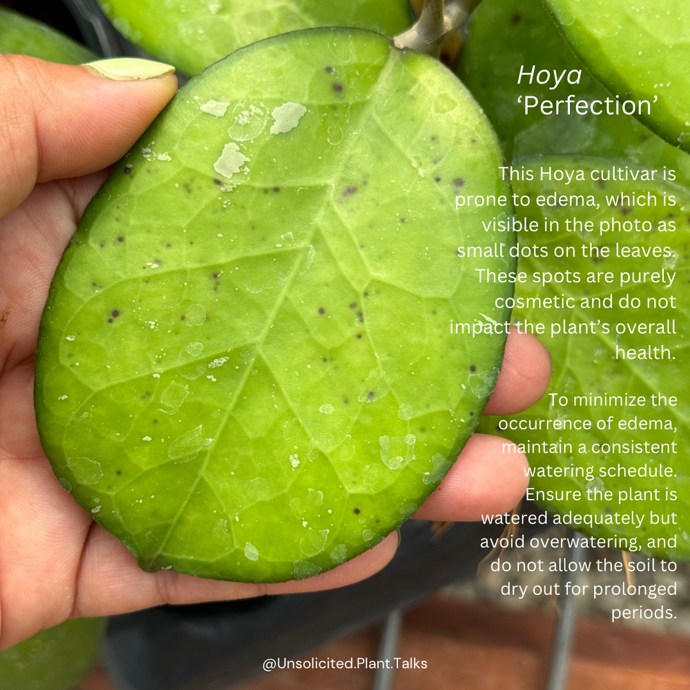 Hoya 'Perfection'