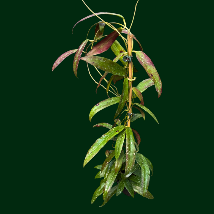 Hoya sp. (Sabah, GPS7950)