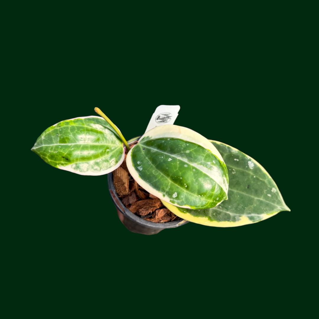 Hoya latifolia (outer variegated)