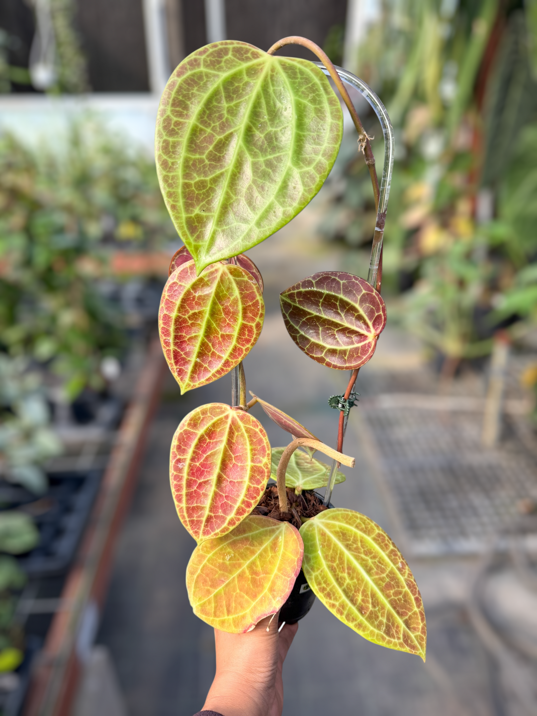 PS0085 - Hoya latifolia (Sulawesi GPS8867)