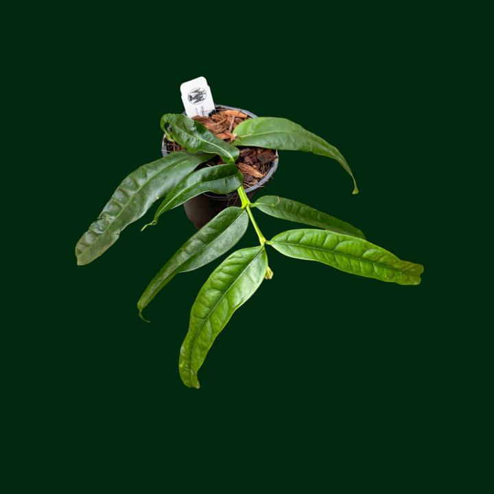 Hoya platycaulis