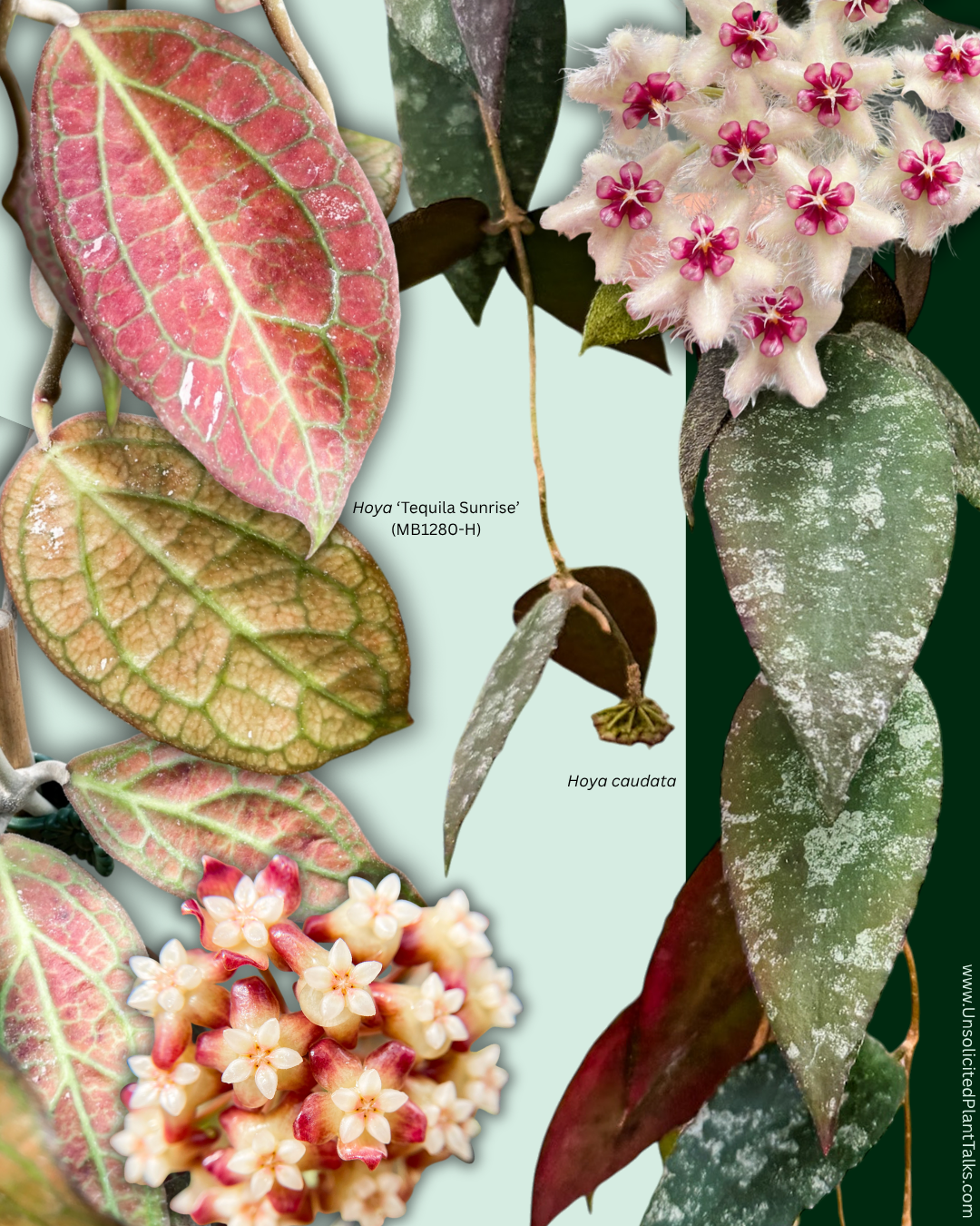 6 SEEDS - Hoya ‘Tequila Sunrise’ x Hoya caudata