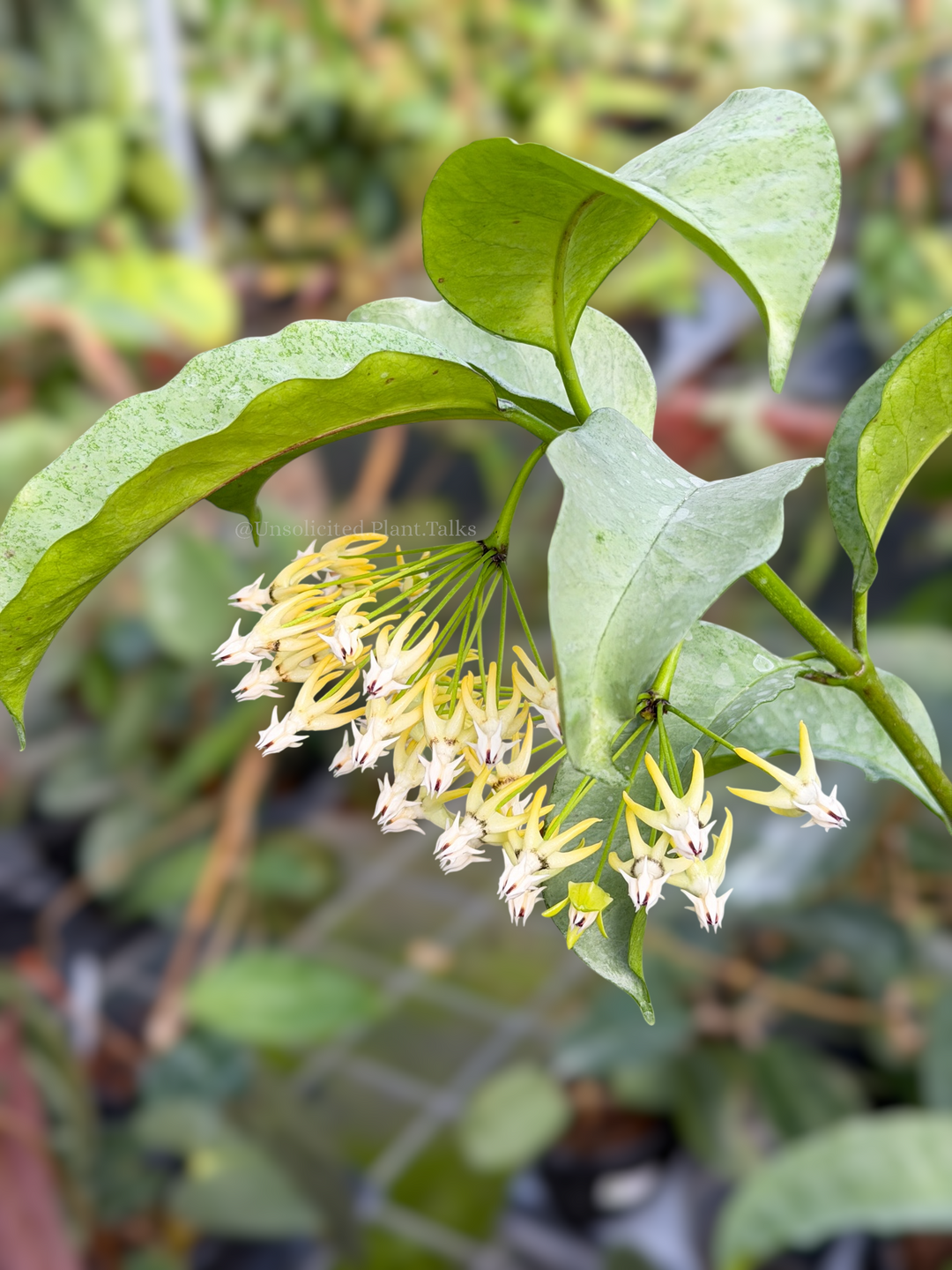 Hoya multiflora ‘Wonderphil’
