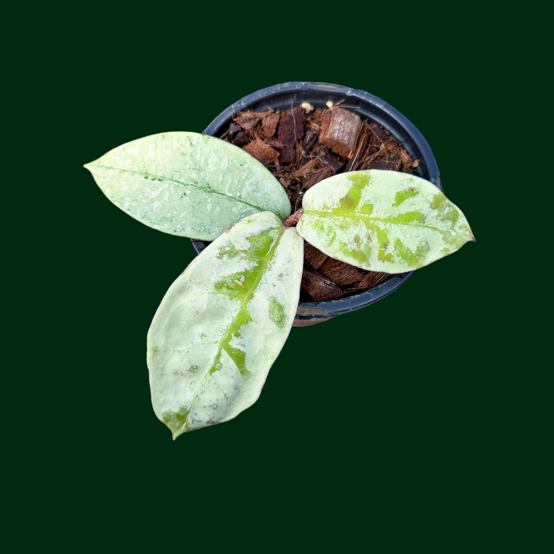 Hoya mitrata (Silver)
