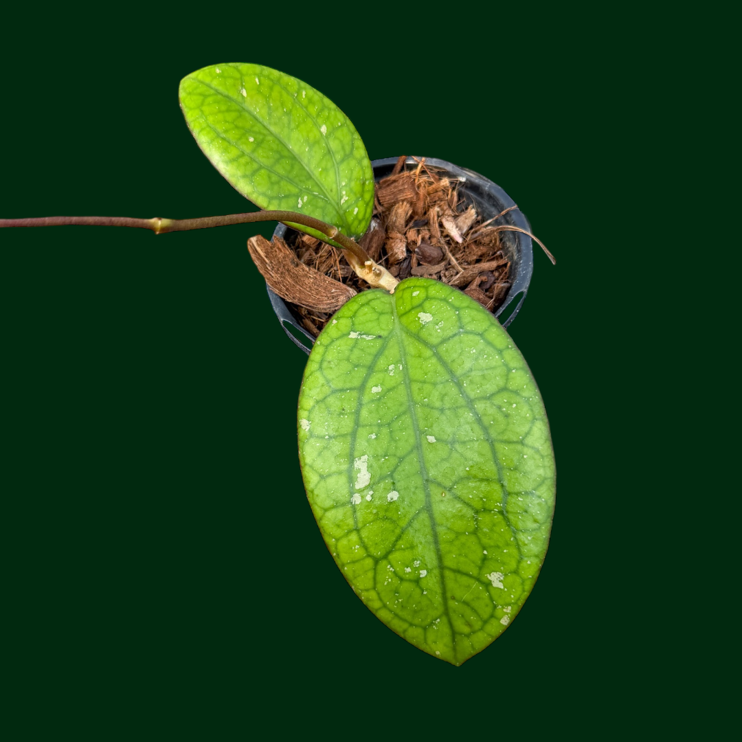 Hoya ‘Areya’